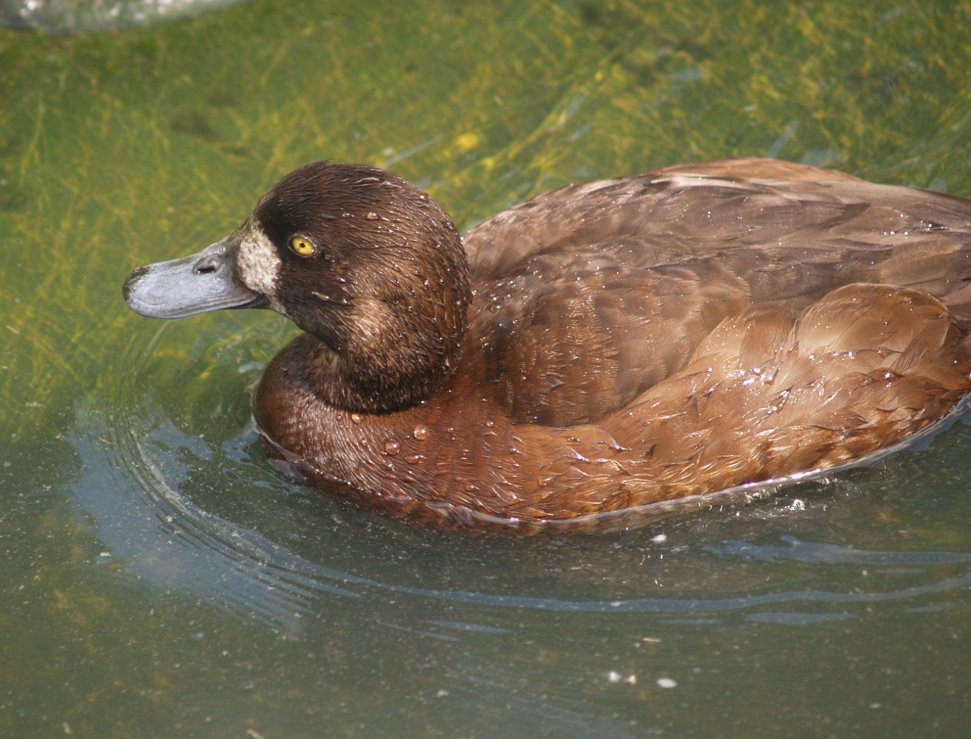 Female European greater scaup (Aythya marila marila), 2008-05-02