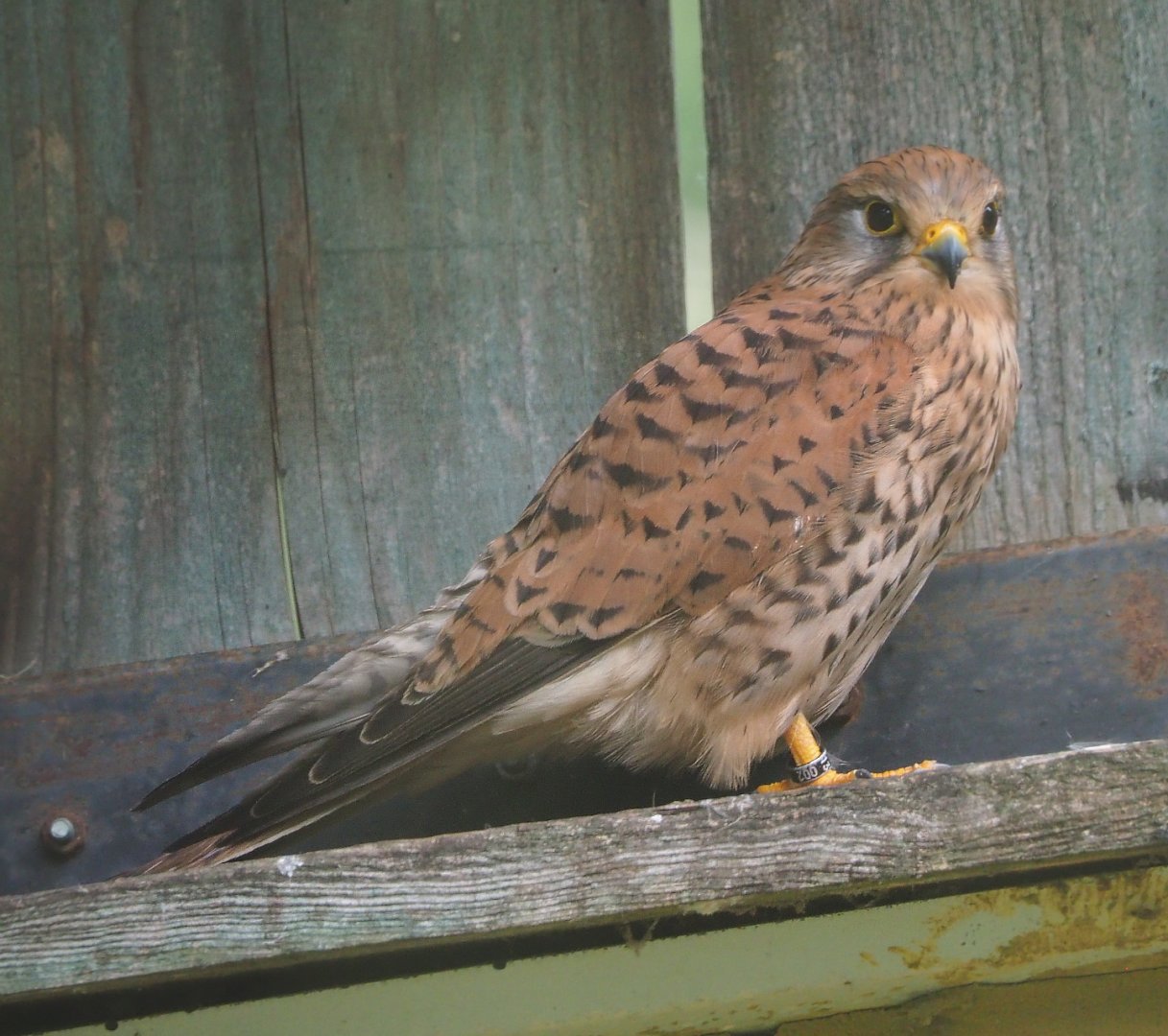 Female European kestrel (Falco tinnunculus tinnunculus), 2021-06-15