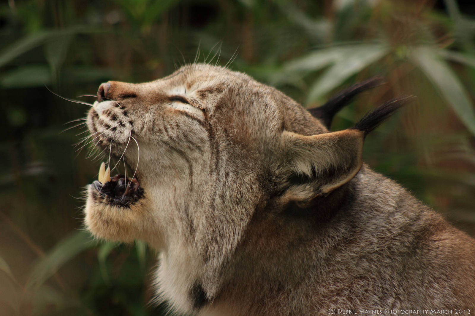 Female European Lynx