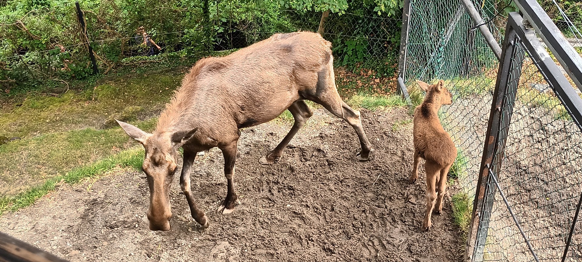 Female European Moose and one of the Twins