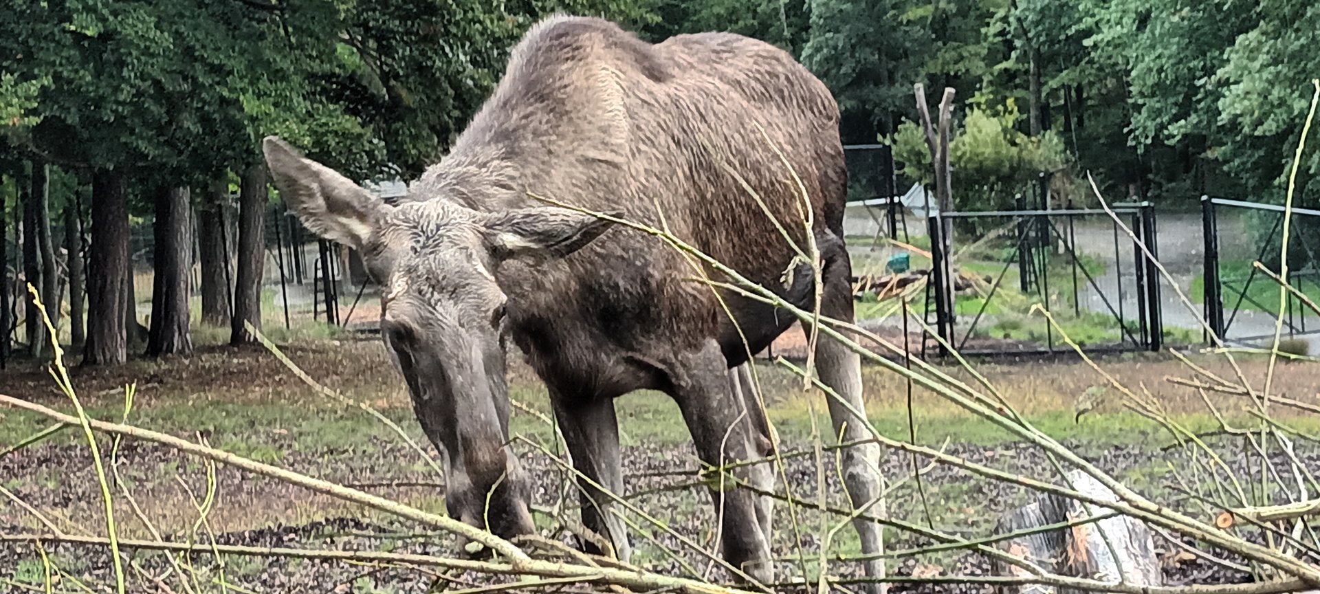 Female european Moose