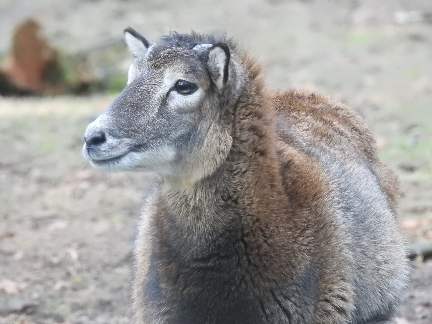 Female European Mouflon (Ovis aries musimon)
