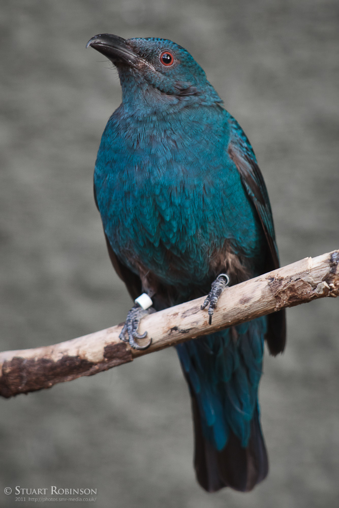 Female Fairy Bluebird - 09/03/2011
