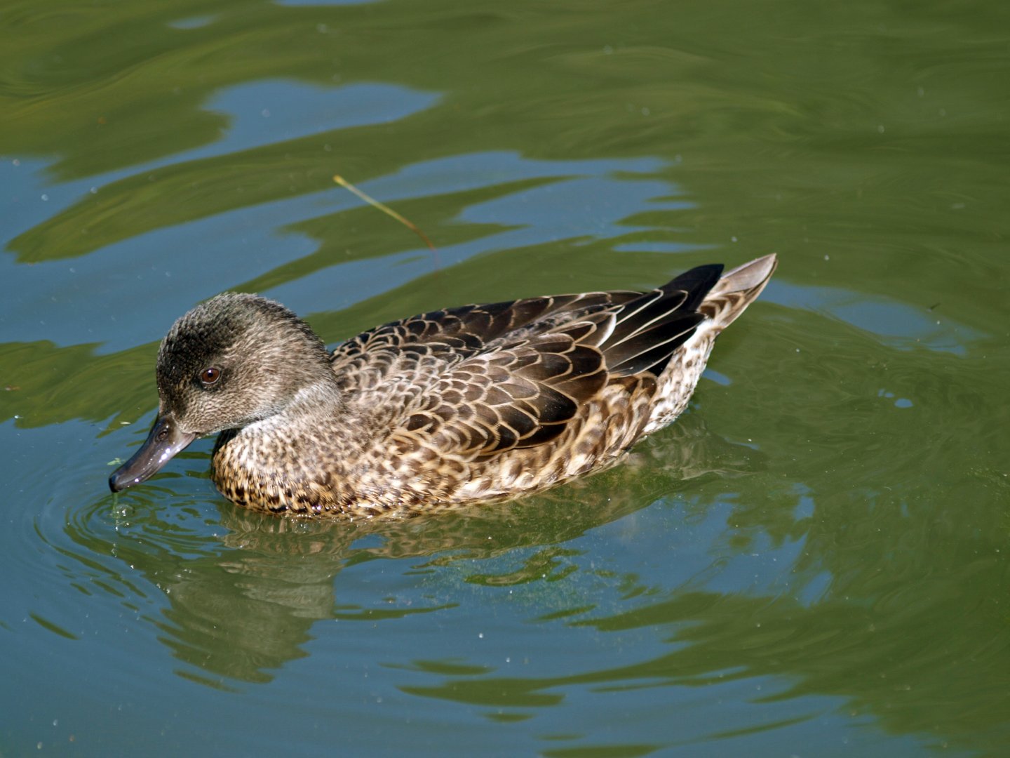 Female Falcated duck?