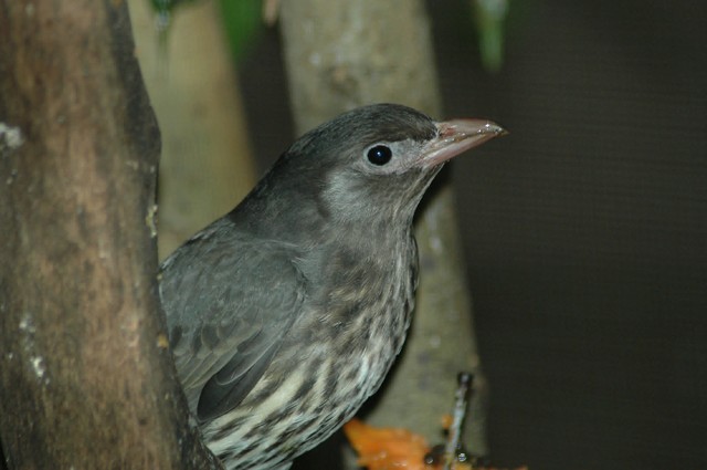 Female Figbird
