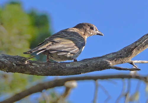 Female figbird (?)