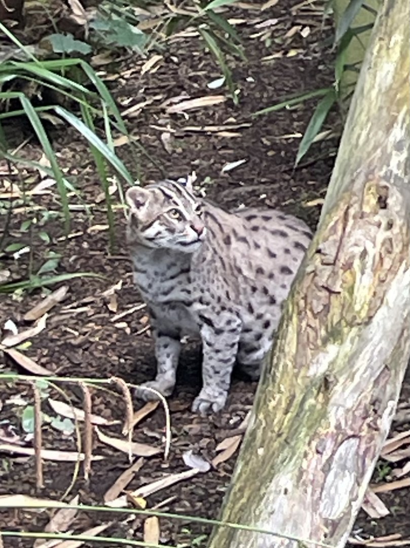 Female Fishing Cat, Freya