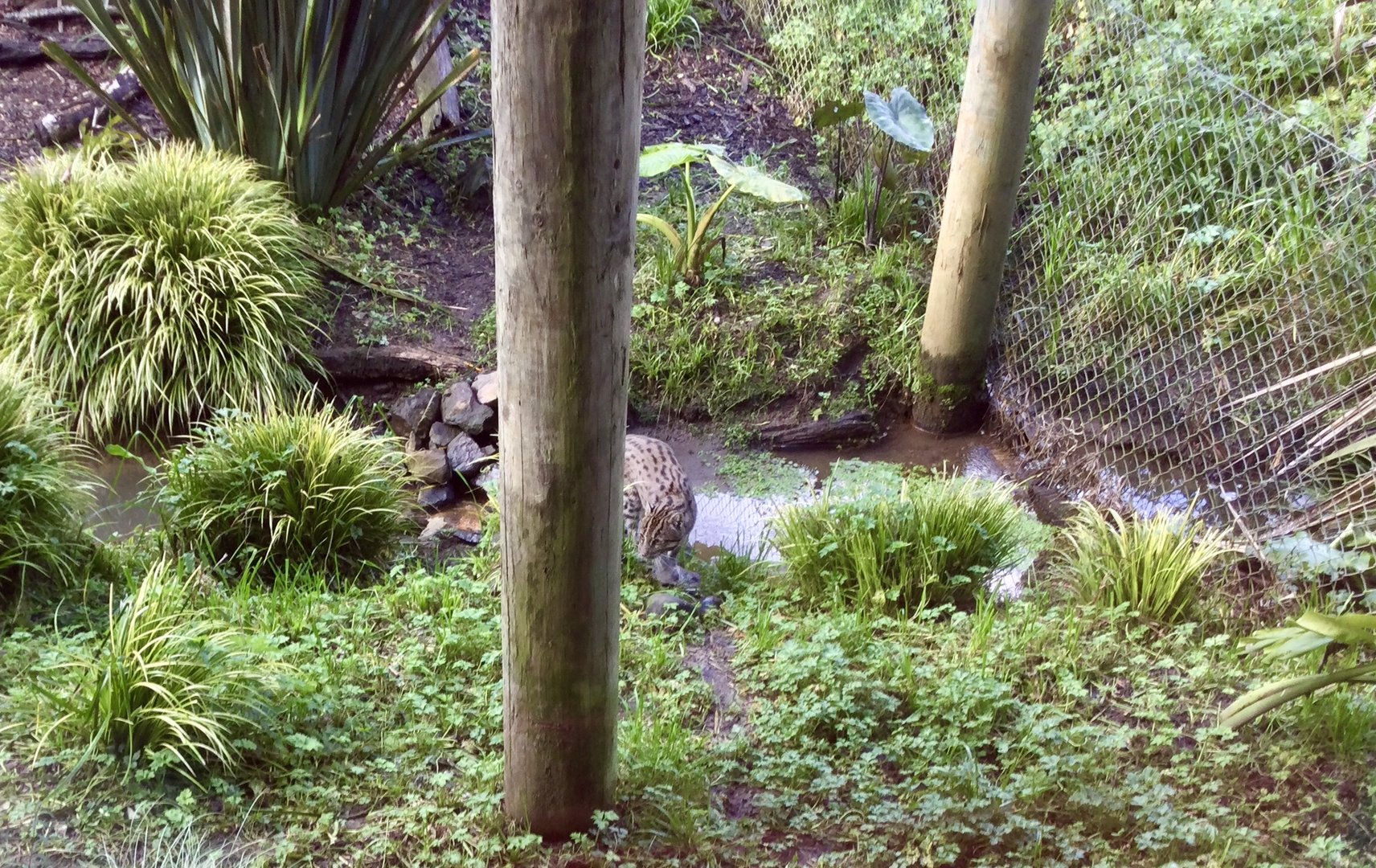 Female Fishing Cat (Indah)