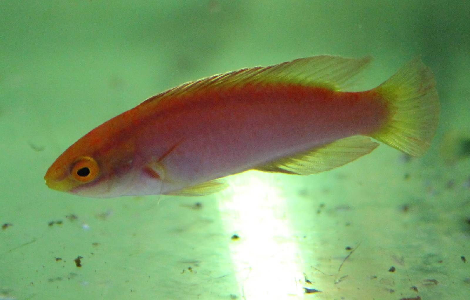 Female Flame Fairy Wrasse (Cirrhilabrus jordani)