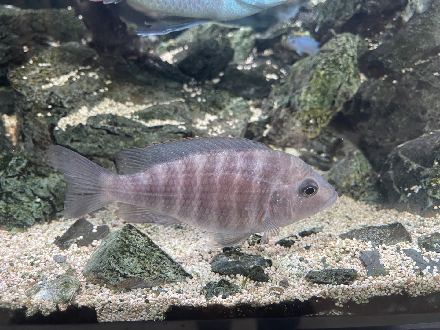 female flavescent peacock (aulonocara cf. stuartgranti)