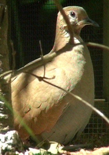 Female Flock bronzewing pigeon
