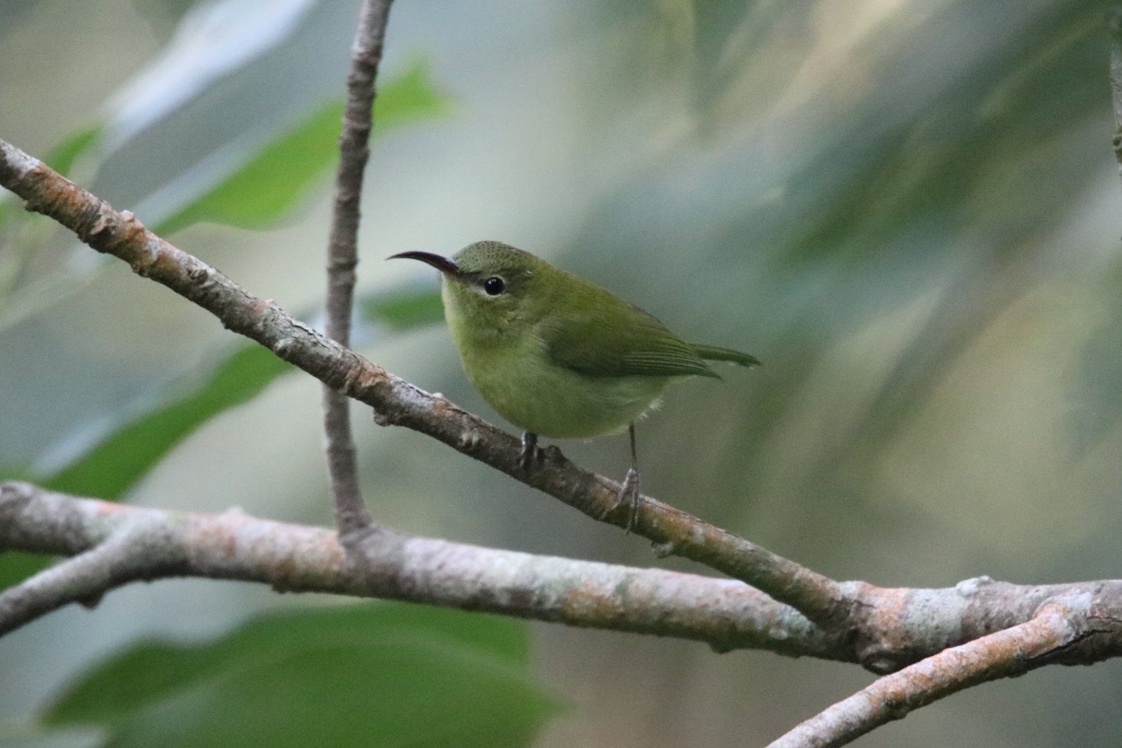 Female Fork-tailed Sunbird (Aethopyga christinae)