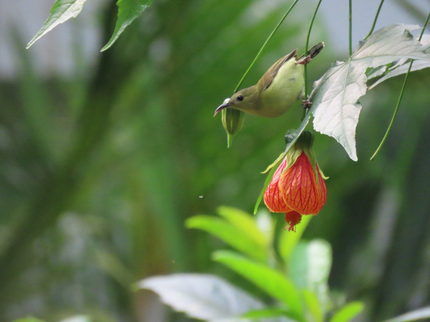 Female Fork tailed sunbird