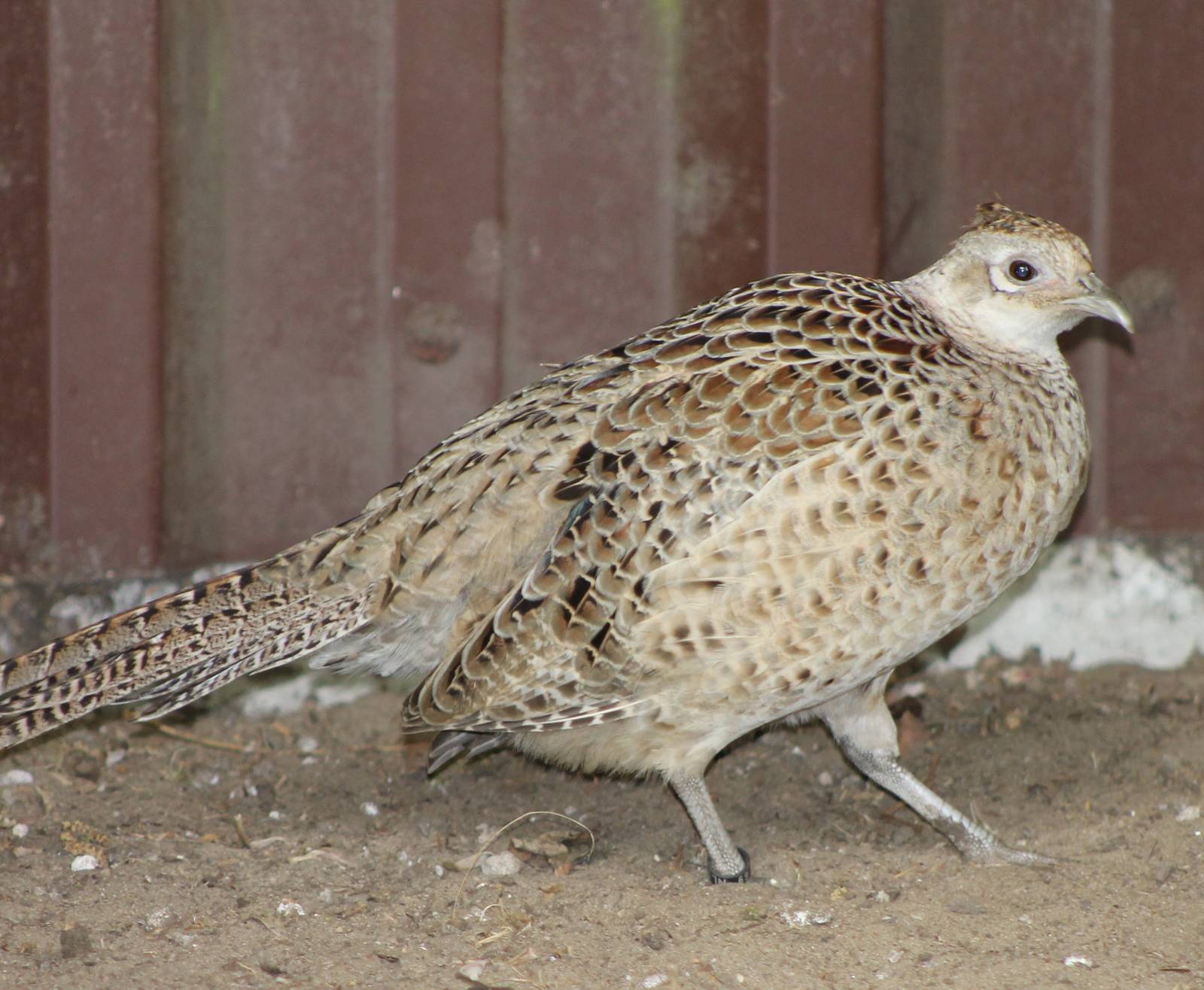 female Formosa pheasant