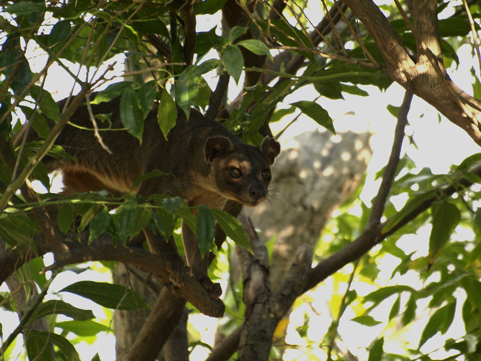 Female fossa climbing