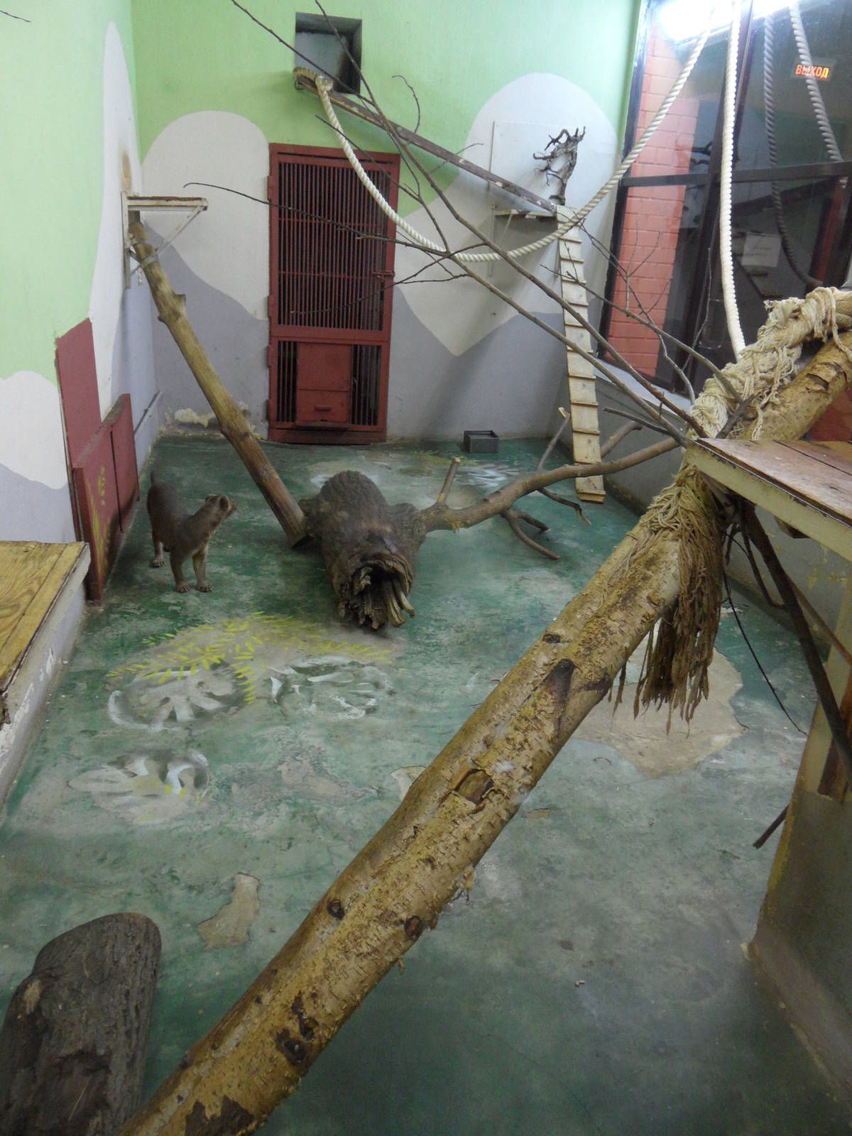 Female fossa exhibit