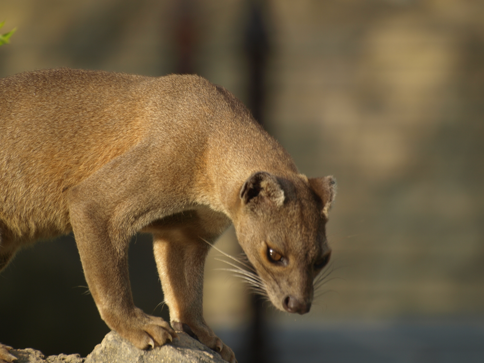 female fossa
