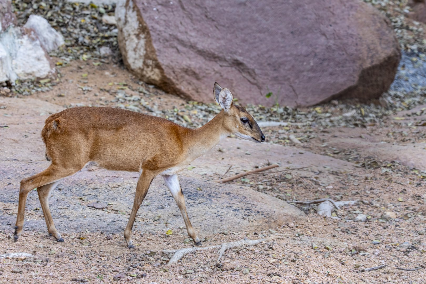 Female Four horned antelope (Tetracerus quadricornis)
