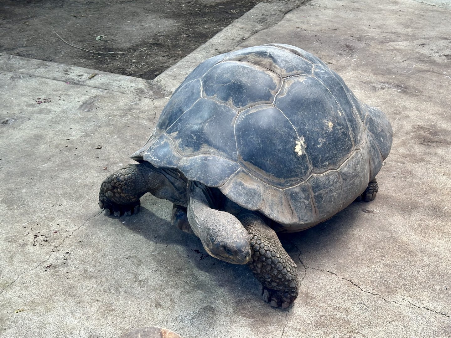 Female Galapagos Giant Tortoise