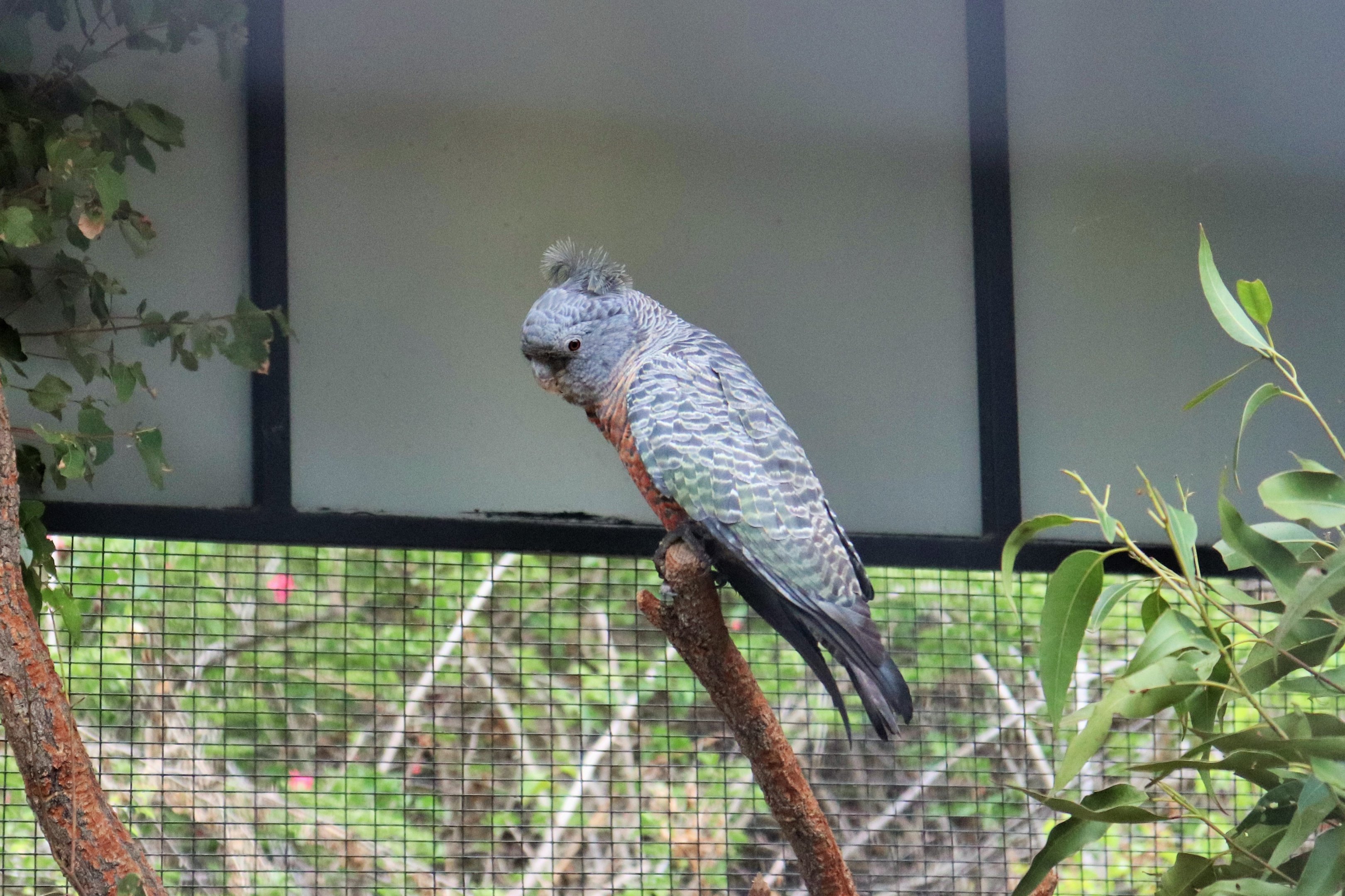 Female Gang-gang Cockatoo (Callocephalon fimbriatum)