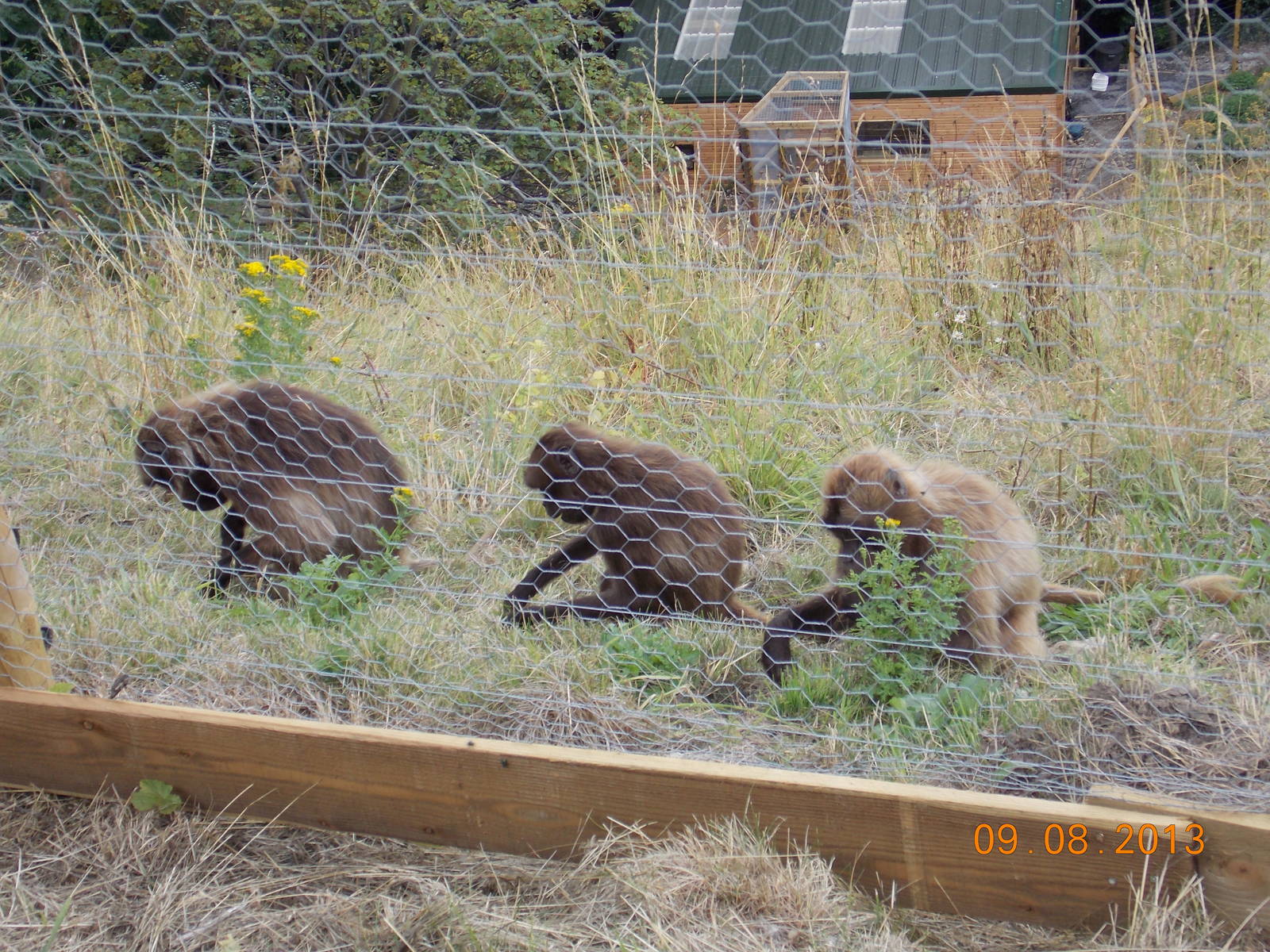 Female Gelada Baboons