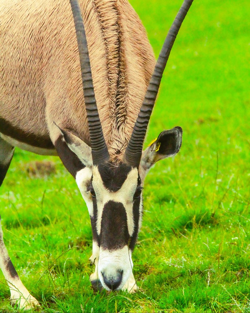 Female Gemsbok- 8th January 2024