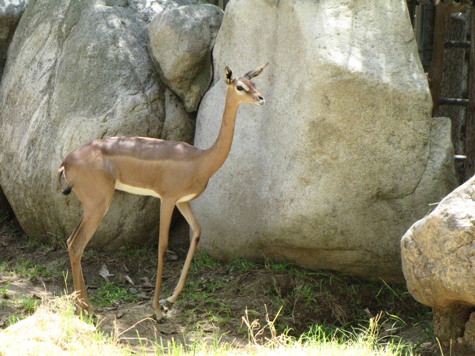 Female Gerenuk