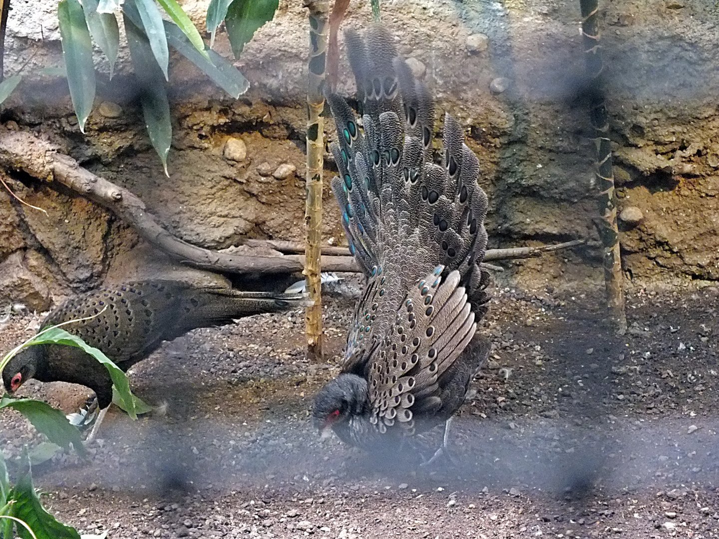 Female Germain's peacock-pheasant ignoring male's display