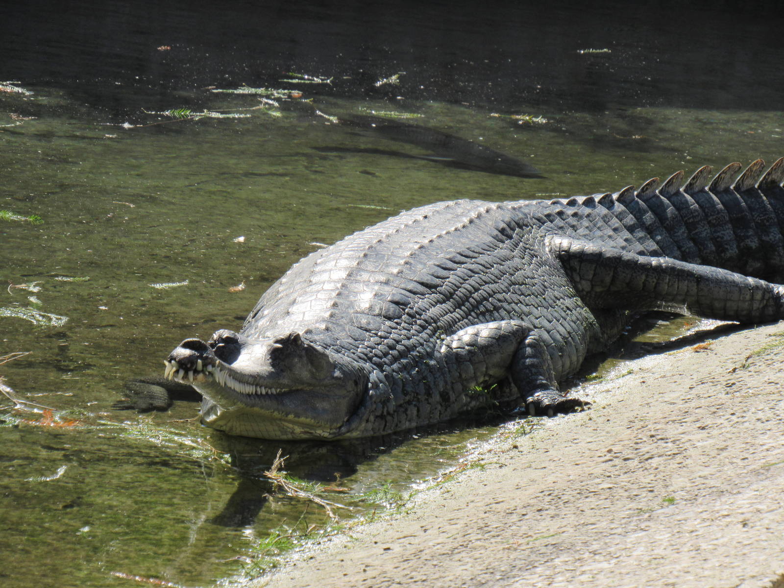 Female Gharial