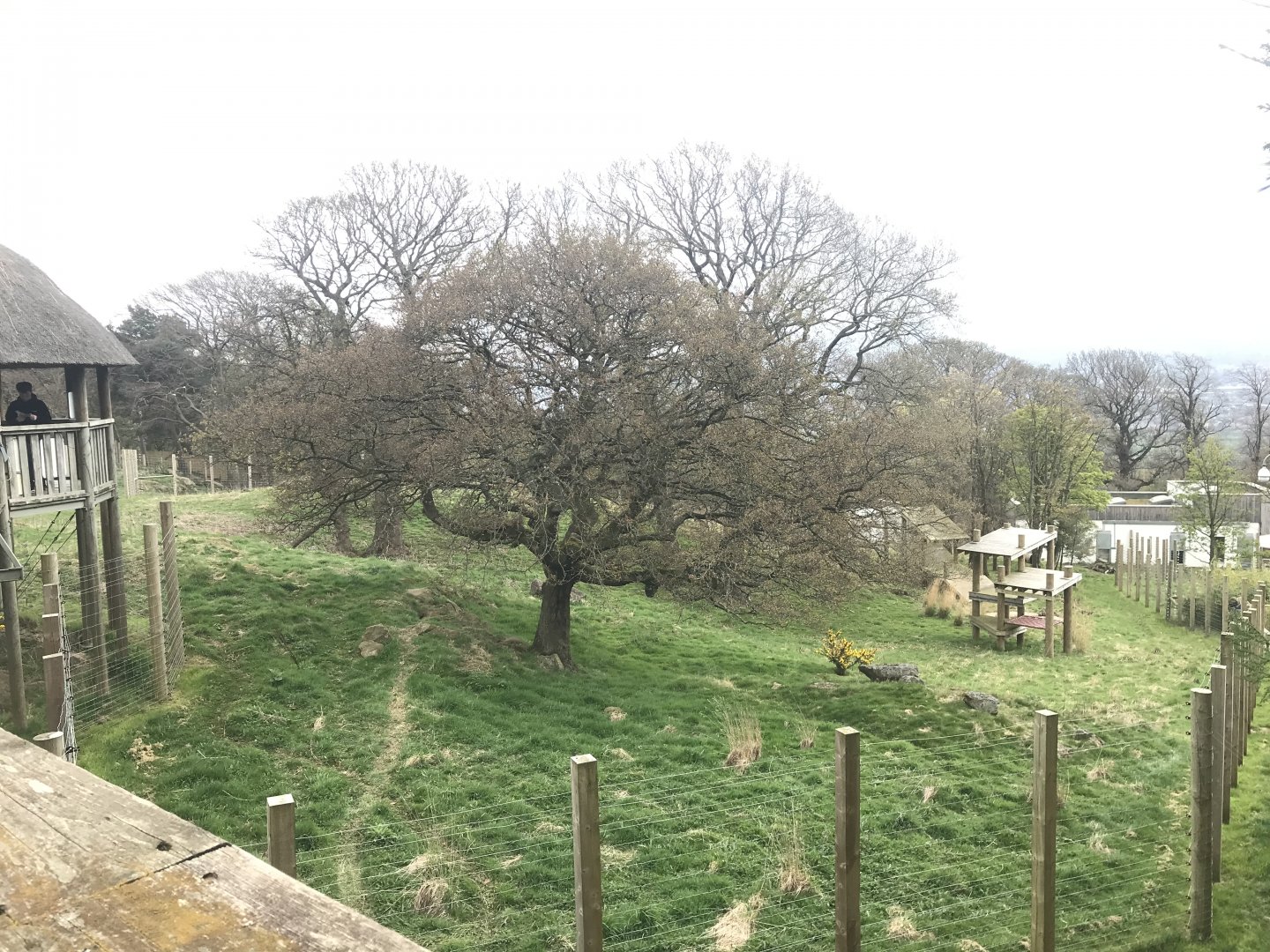 Female giant panda enclosure