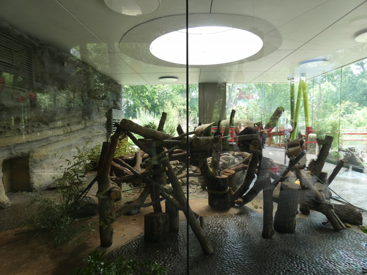 Female Giant Panda Indoors