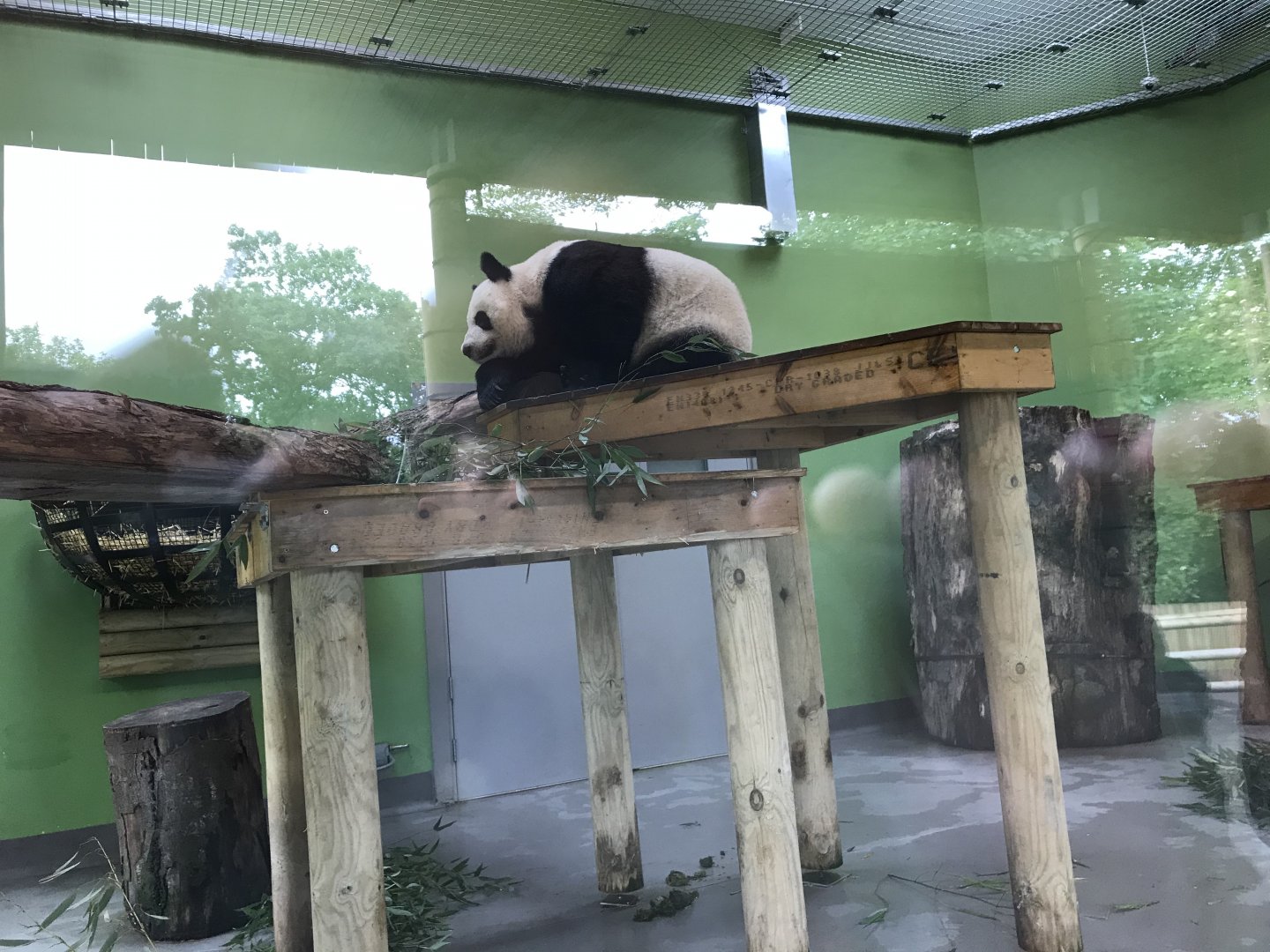Female  giant panda indoors