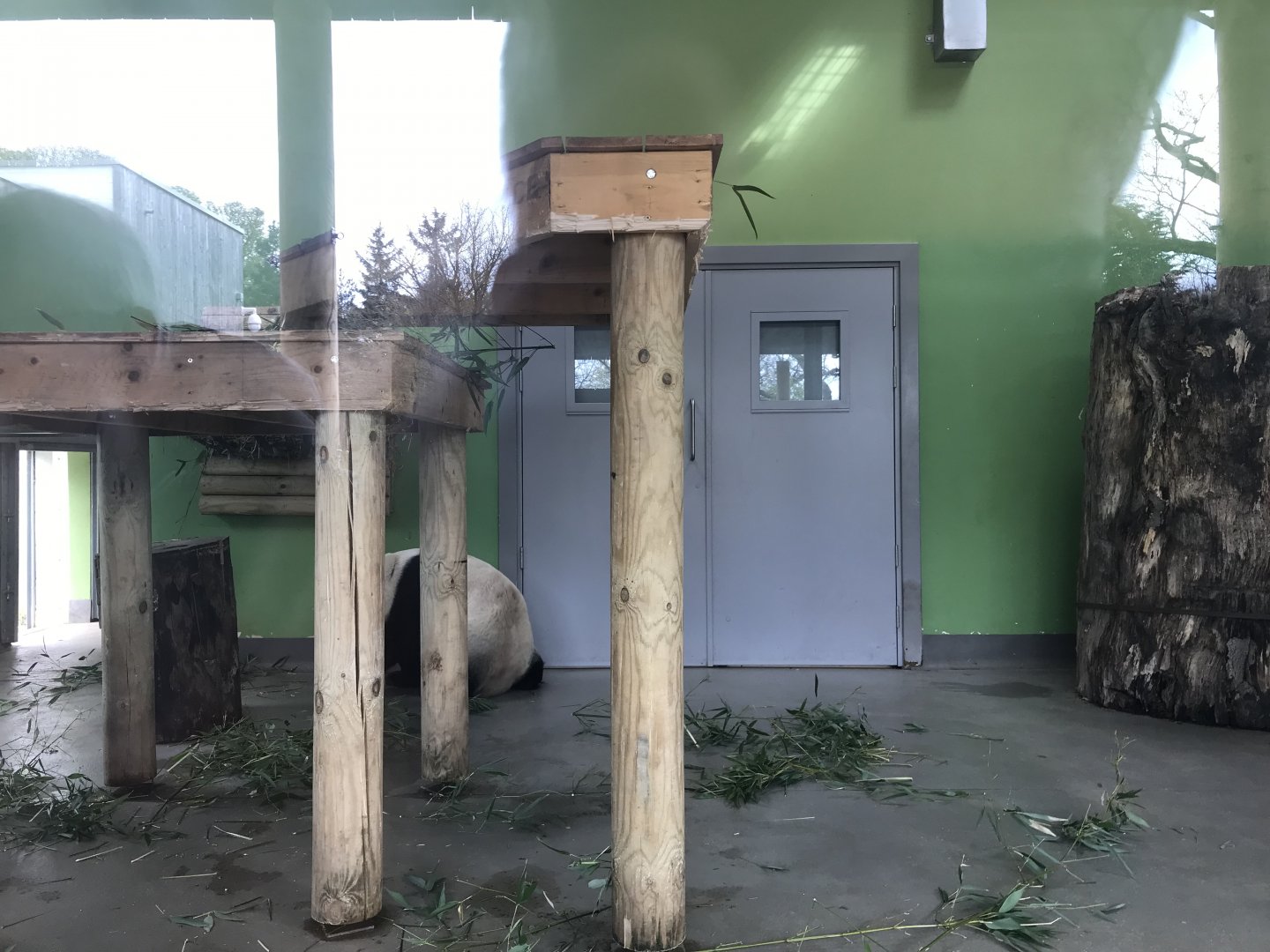 Female giant panda indoors