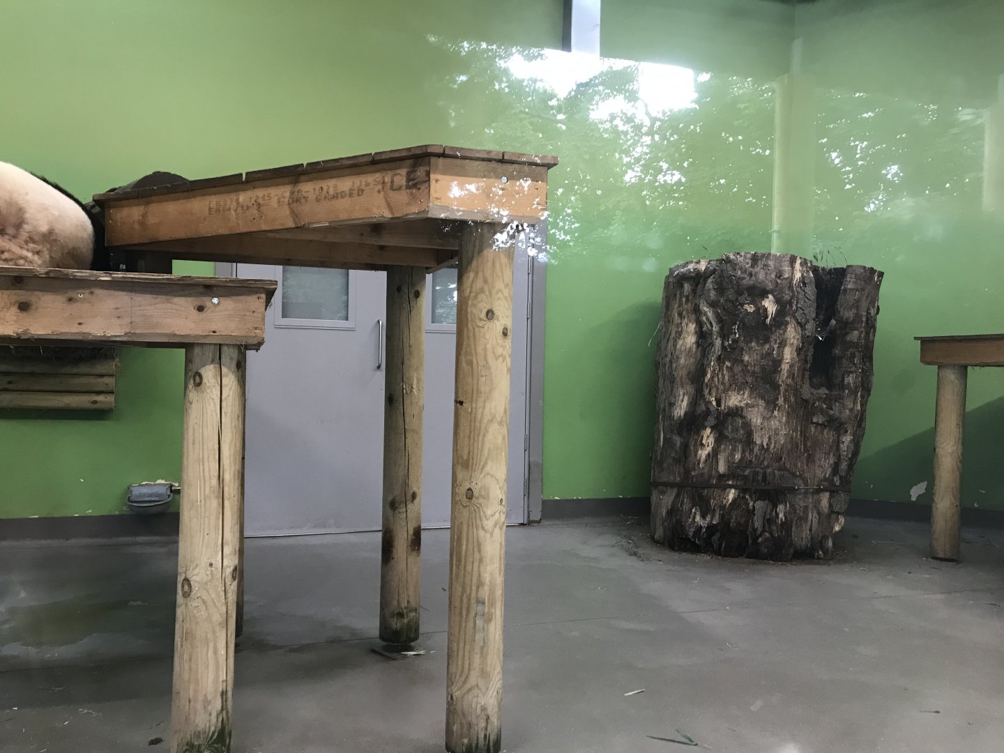 Female giant panda indoors