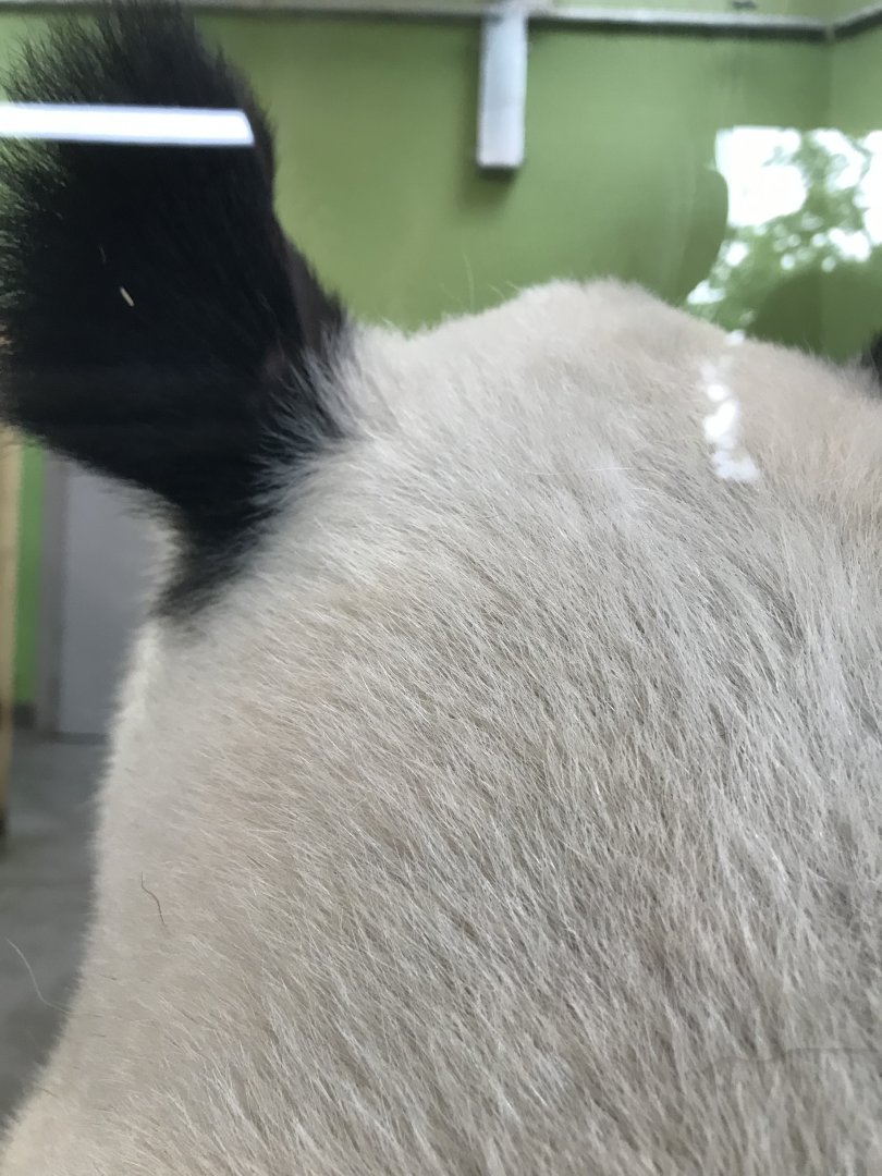 Female giant panda “Tian Tian”