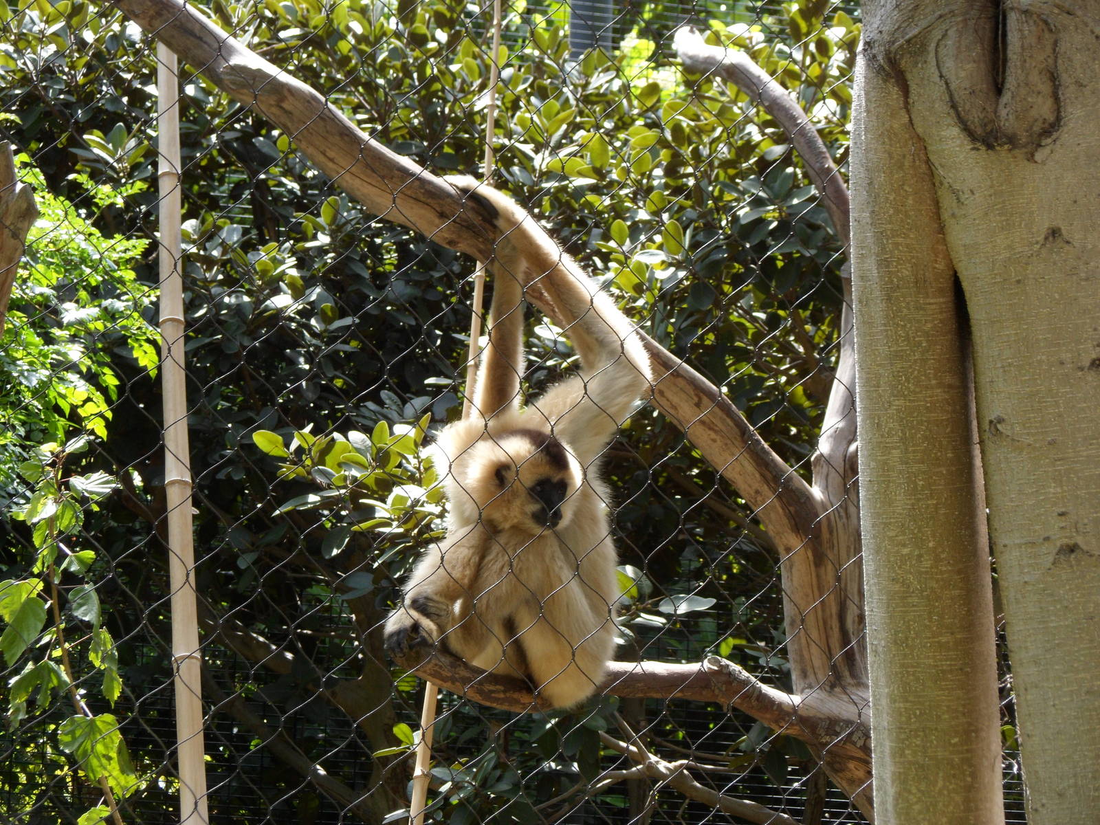 Female Gibbon