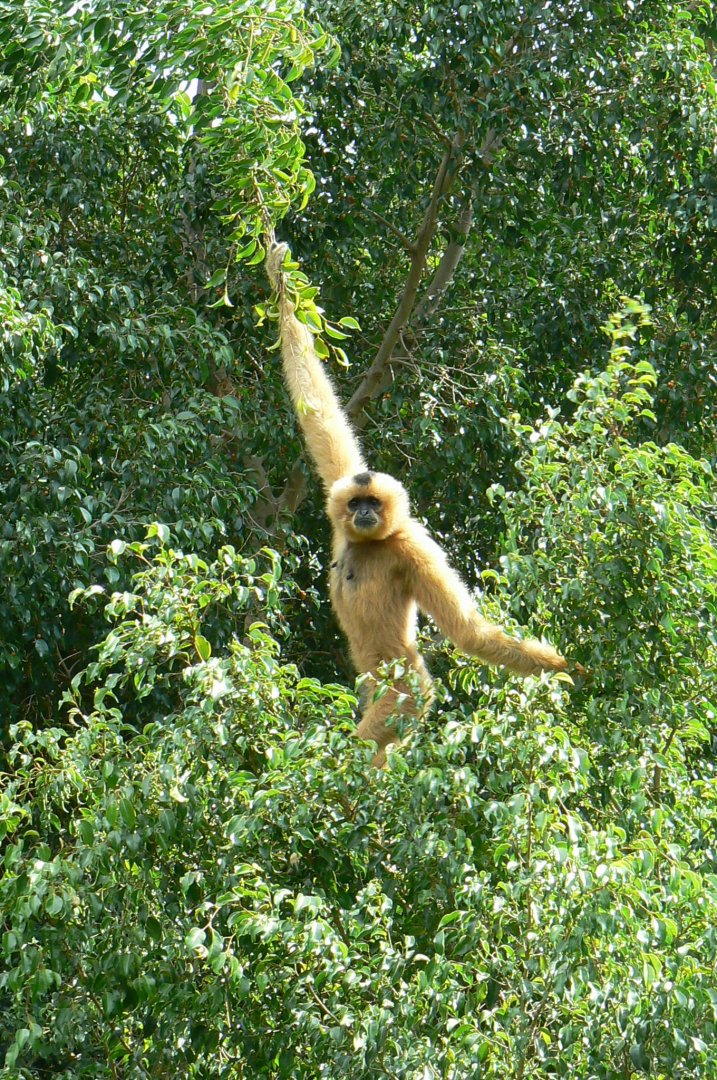 Female golden-cheeked gibbon