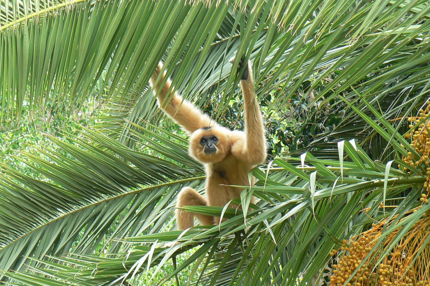 Female golden-cheeked gibbon