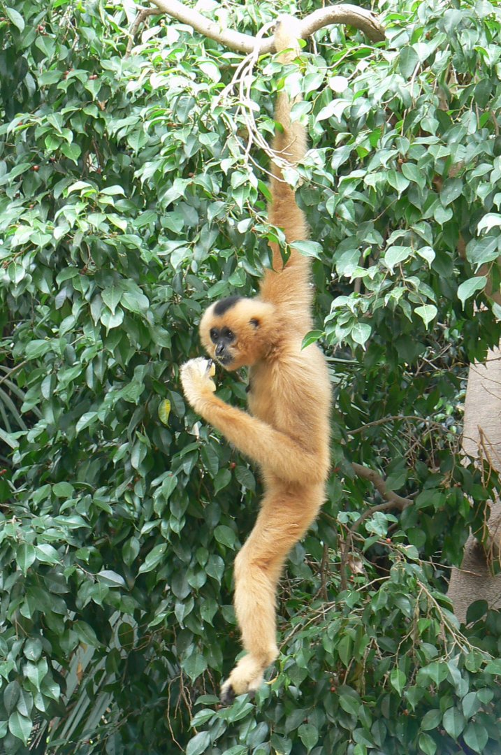 Female golden-cheeked gibbon