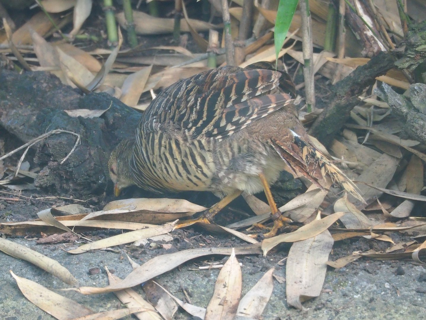 Female Golden pheasant (Chrysolophus pictus), 2023-07-26