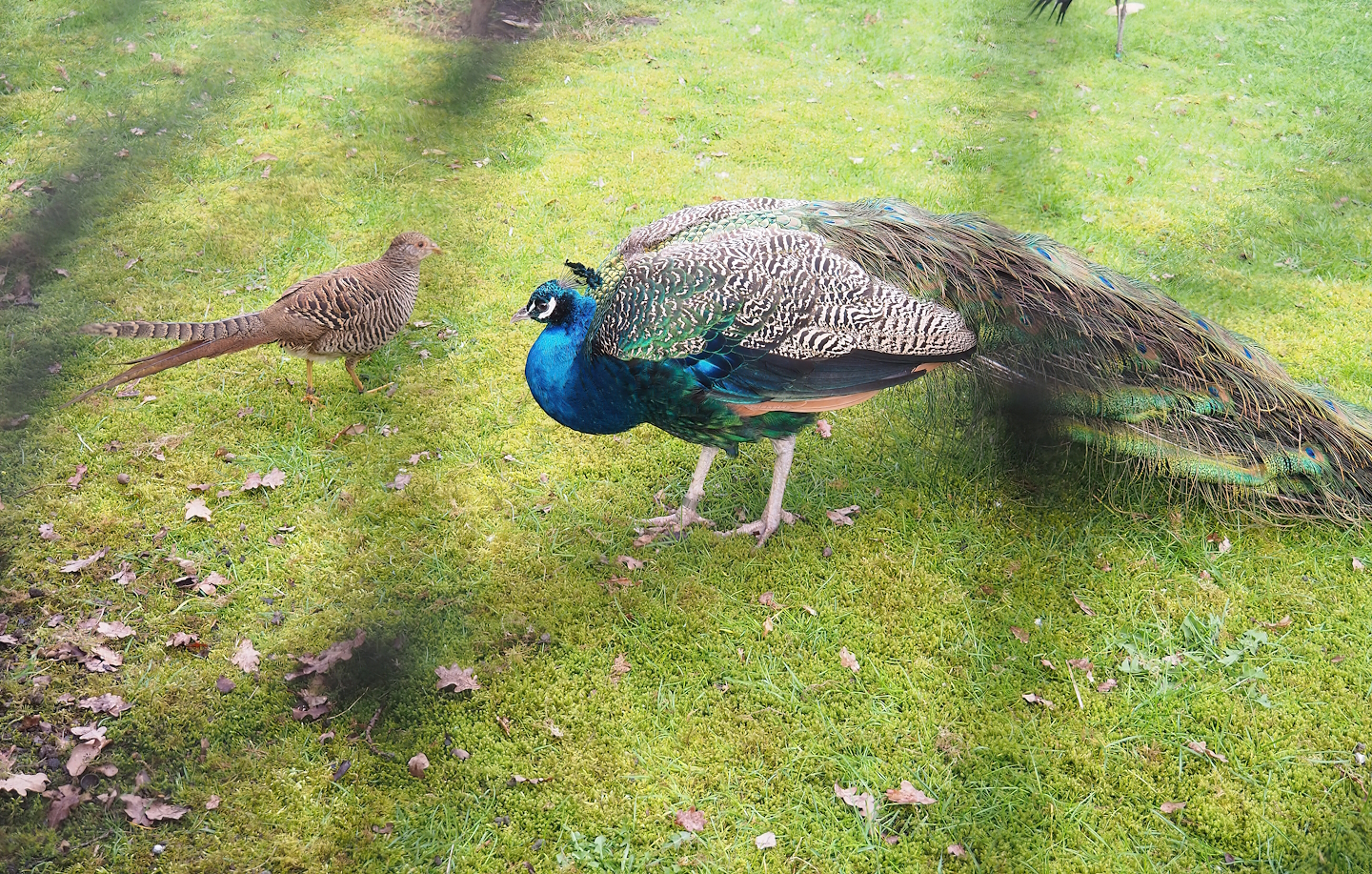 Female Golden pheasant Golden pheasant (Chrysolophus pictus) and Male Blue peafowl (Pavo cristatus), 2023-03-28