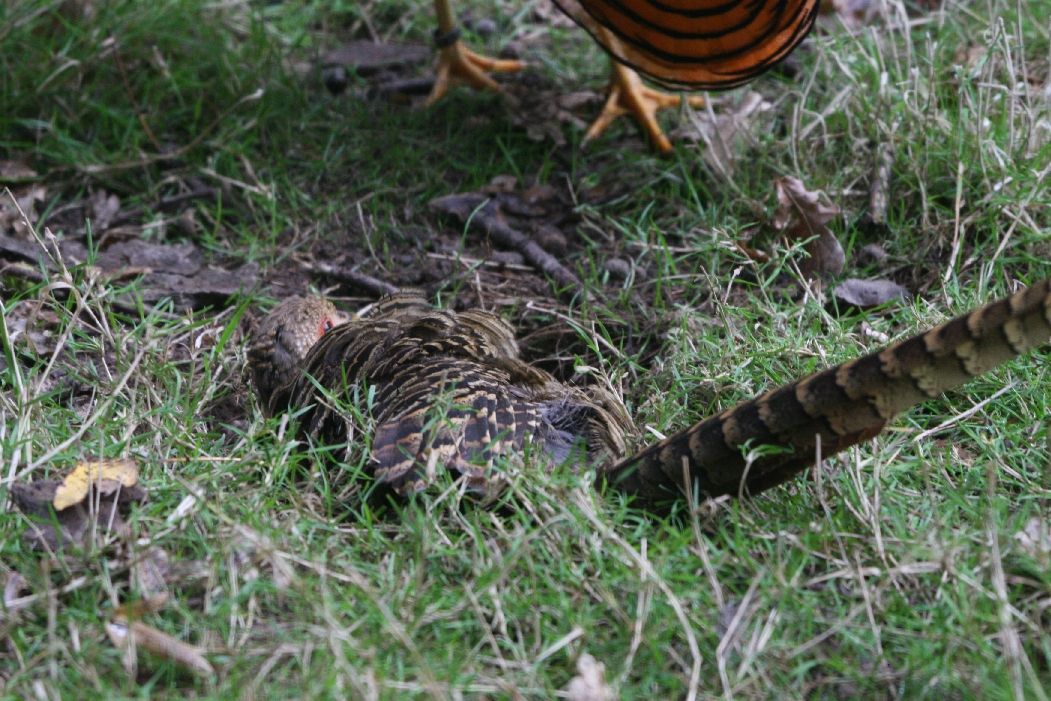 Female Golden Pheasant Sandbathing