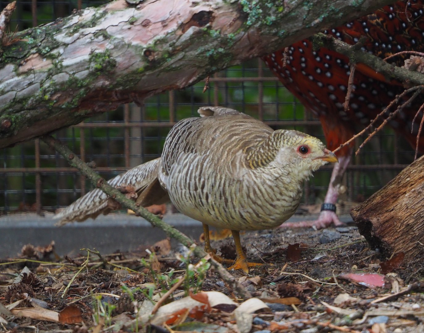 Female Golden pheasant, yellow mutation (Chrysolophus pictus), 2019-10-05