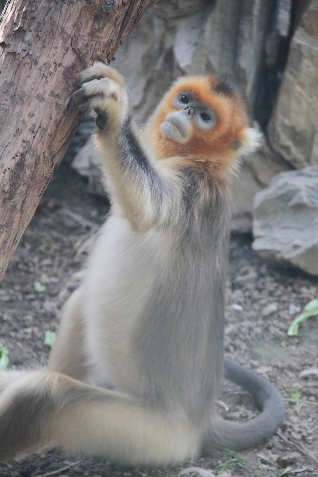 Female Golden Snub-nosed Monkey (Rhinopithecus roxellana)