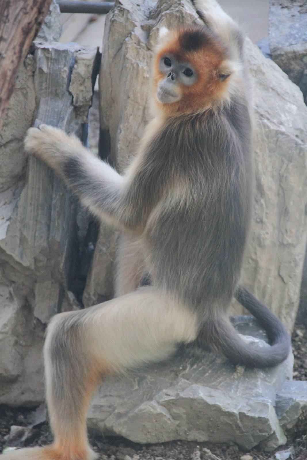 Female Golden Snub-nosed Monkey (Rhinopithecus roxellana)