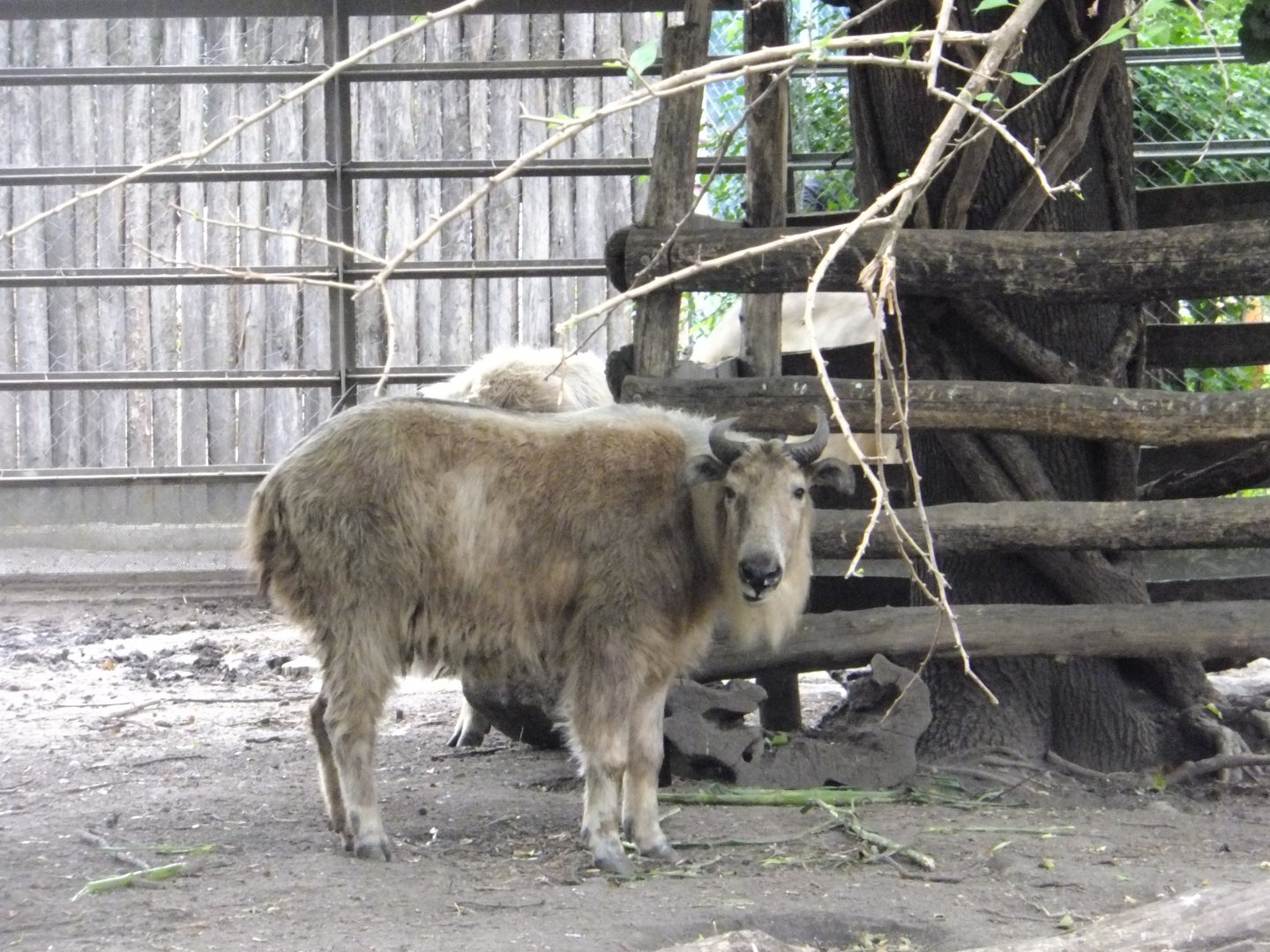 Female Golden takin