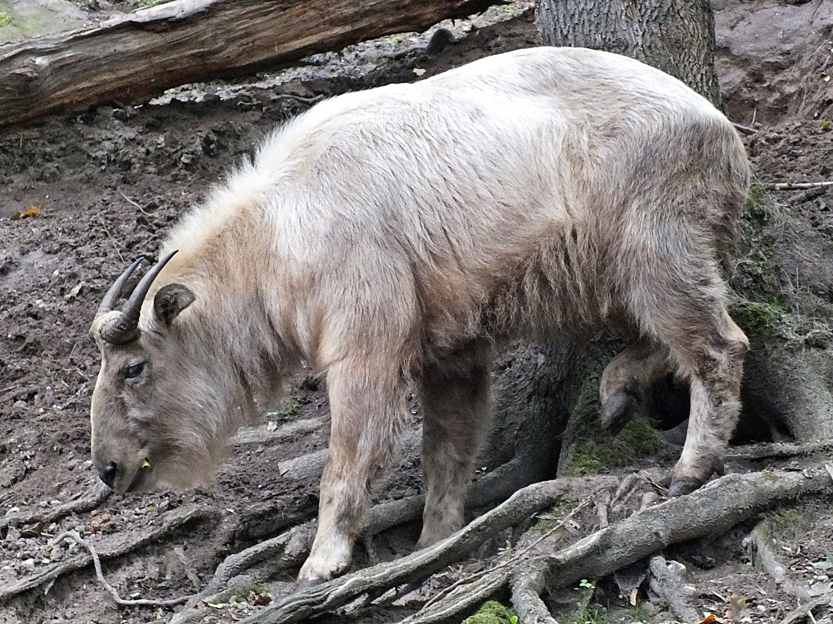 Female golden takin