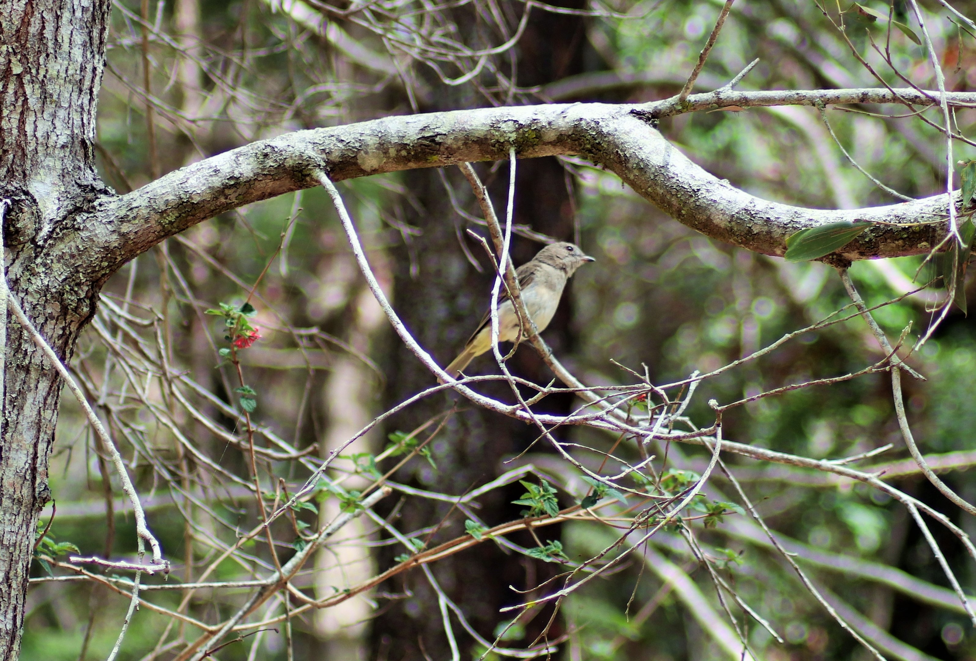 Female Golden Whistler (Pachycephala pectoralis)