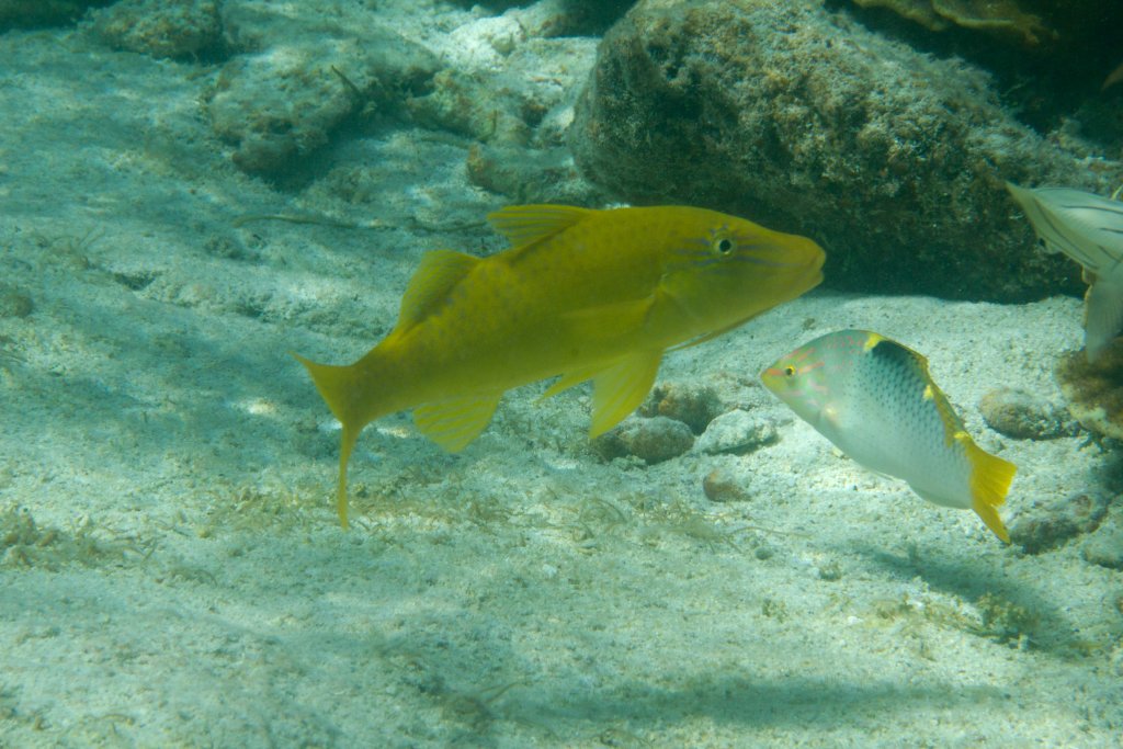 Female Goldsaddle Goatfish (Parupeneus cyclostomus)