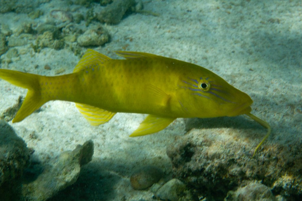Female Goldsaddle Goatfish (Parupeneus cyclostomus)